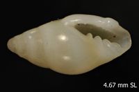 To ANSP Malacology Collection in GBIF (catalog no. 178908)