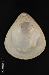 To ANSP Malacology Collection in GBIF (catalog no. 52589)