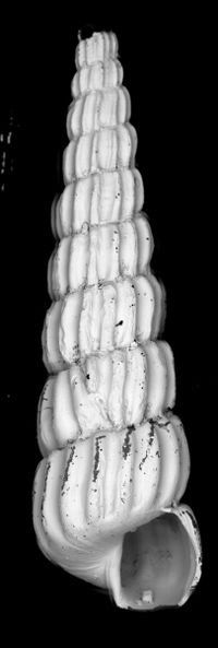 To ANSP Malacology Collection in GBIF (catalog no. 72049)