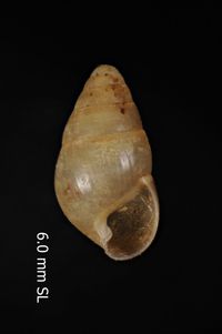 To ANSP Malacology Collection in GBIF (catalog no. 102450)