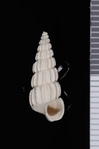 To ANSP Malacology Collection in GBIF (catalog no. 412709)