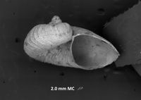 To ANSP Malacology Collection in GBIF (catalog no. 185813)