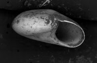 To ANSP Malacology Collection in GBIF (catalog no. 181121)