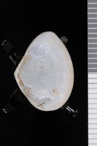 To ANSP Malacology Collection in GBIF (catalog no. 52434)