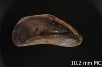 To ANSP Malacology Collection in GBIF (catalog no. 218927)