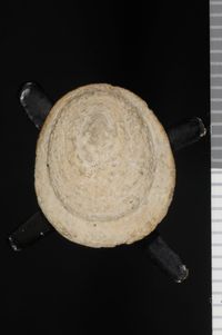 To ANSP Malacology Collection in GBIF (catalog no. 50071)