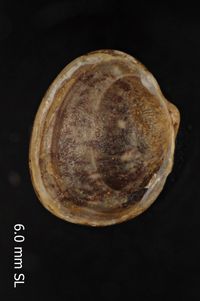 To ANSP Malacology Collection in GBIF (catalog no. 277206)