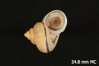 To ANSP Malacology Collection in GBIF (catalog no. 84644)