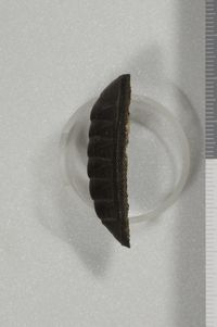 To ANSP Malacology Collection in GBIF (catalog no. 35869)