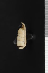 To ANSP Malacology Collection in GBIF (catalog no. 69140)