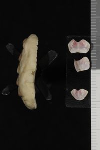 To ANSP Malacology Collection in GBIF (catalog no. 63429)