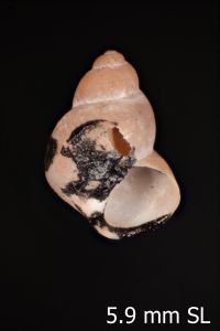 To ANSP Malacology Collection in GBIF (catalog no. 212155)