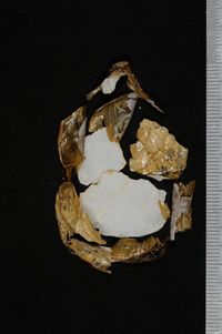 To ANSP Malacology Collection in GBIF (catalog no. 66306)