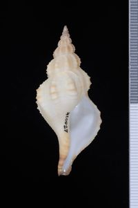 To ANSP Malacology Collection in GBIF (catalog no. 410027)