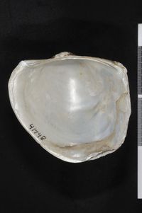 To ANSP Malacology Collection in GBIF (catalog no. 41748)