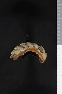 To ANSP Malacology Collection in GBIF (catalog no. 80571)