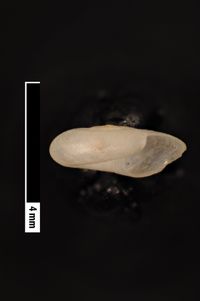 To ANSP Malacology Collection in GBIF (catalog no. 71159)