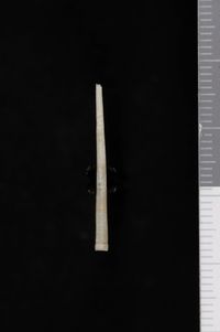 To ANSP Malacology Collection in GBIF (catalog no. 88305)