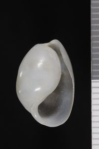 To ANSP Malacology Collection in GBIF (catalog no. 57575)