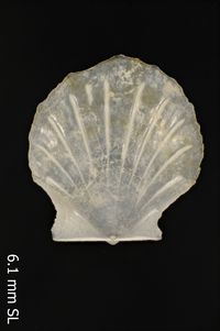 To ANSP Malacology Collection in GBIF (catalog no. 164851)