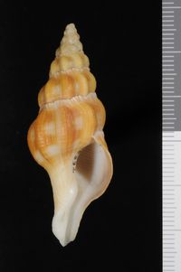 To ANSP Malacology Collection in GBIF (catalog no. 408332)