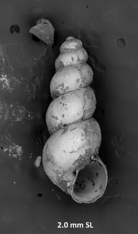 To ANSP Malacology Collection in GBIF (catalog no. 186586)