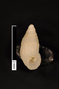 To ANSP Malacology Collection in GBIF (catalog no. 211875)