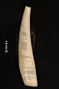 To ANSP Malacology Collection in GBIF (catalog no. 76557)