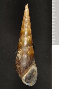 To ANSP Malacology Collection in GBIF (catalog no. 60060)