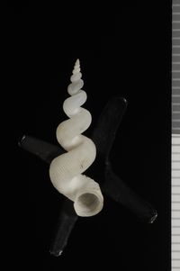 To ANSP Malacology Collection in GBIF (catalog no. 407855)