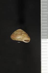 To ANSP Malacology Collection in GBIF (catalog no. 76280)
