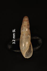 To ANSP Malacology Collection in GBIF (catalog no. 248143)
