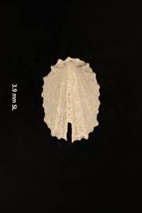 To ANSP Malacology Collection in GBIF (catalog no. 164840)