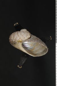 To ANSP Malacology Collection in GBIF (catalog no. 49810)