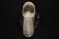 To ANSP Malacology Collection in GBIF (catalog no. 91328)