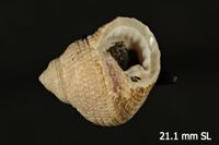 To ANSP Malacology Collection in GBIF (catalog no. 40505)