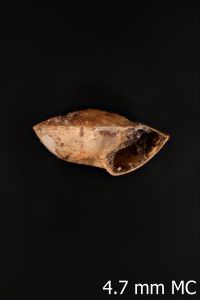 To ANSP Malacology Collection in GBIF (catalog no. 47713)