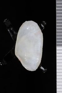 To ANSP Malacology Collection in GBIF (catalog no. 49663)