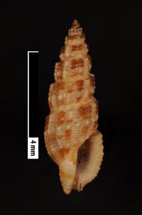 To ANSP Malacology Collection in GBIF (catalog no. 15821)
