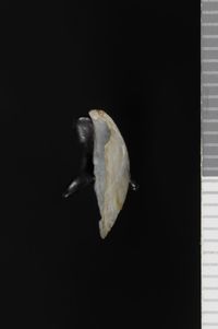 To ANSP Malacology Collection in GBIF (catalog no. 20686)