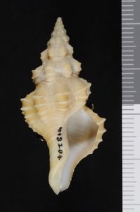 To ANSP Malacology Collection in GBIF (catalog no. 413204)