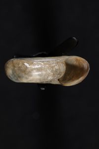 To ANSP Malacology Collection in GBIF (catalog no. 159011)