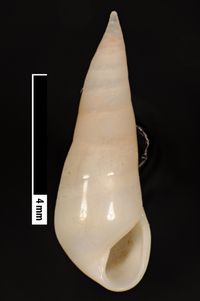 To ANSP Malacology Collection in GBIF (catalog no. 116219)