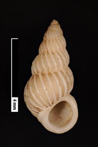 To ANSP Malacology Collection in GBIF (catalog no. 19586)