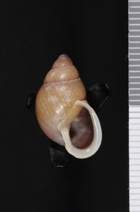 To ANSP Malacology Collection in GBIF (catalog no. 290457)
