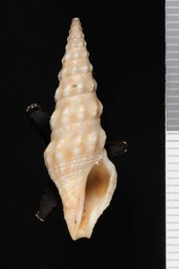 To ANSP Malacology Collection in GBIF (catalog no. 70942)