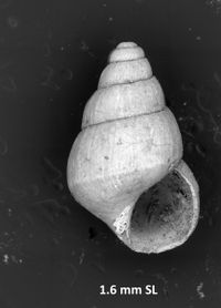 To ANSP Malacology Collection in GBIF (catalog no. 94839)