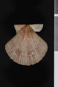 To ANSP Malacology Collection in GBIF (catalog no. 88300)