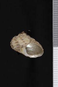 To ANSP Malacology Collection in GBIF (catalog no. 85954)