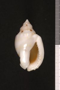 To ANSP Malacology Collection in GBIF (catalog no. 453749)